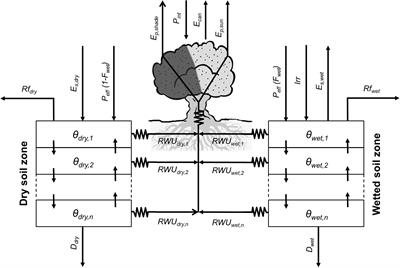 OliveCan: A Process-Based Model of Development, Growth and Yield of Olive Orchards